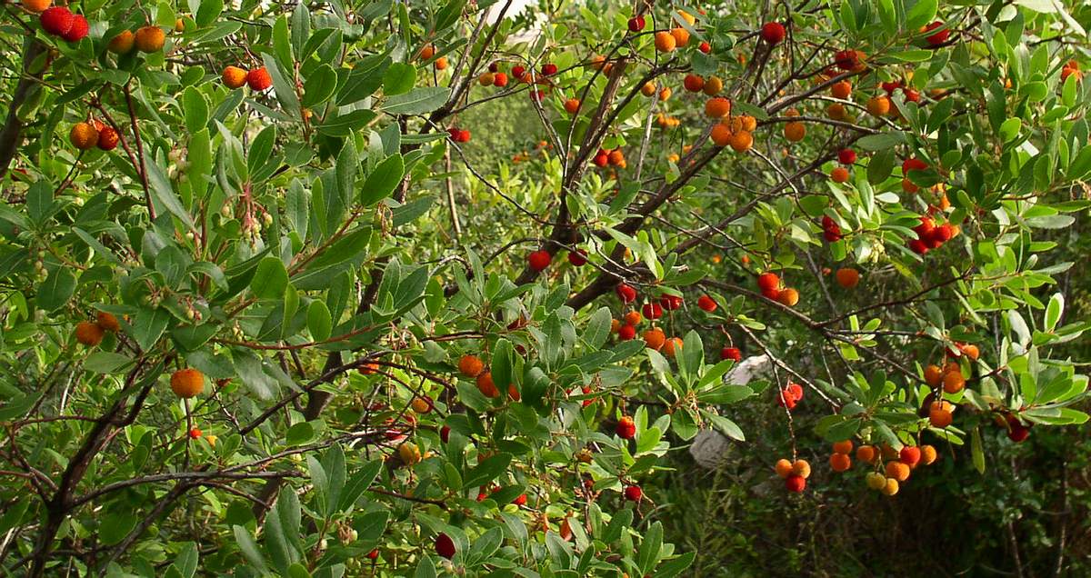 Arbutus unedo  / Corbezzolo